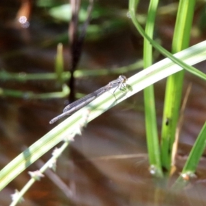 Ischnura heterosticta at Fyshwick, ACT - 9 Mar 2020