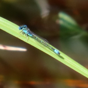 Austroagrion watsoni at Fyshwick, ACT - 9 Mar 2020 02:16 PM