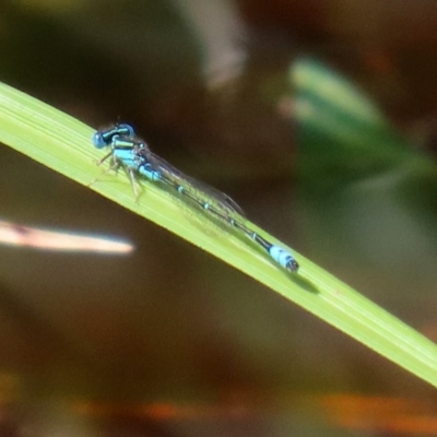 Austroagrion watsoni (Eastern Billabongfly) at Jerrabomberra Wetlands - 9 Mar 2020 by RodDeb