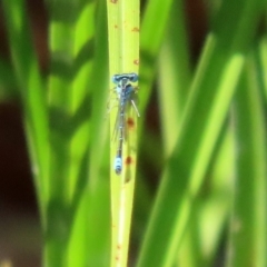 Austroagrion watsoni at Fyshwick, ACT - 9 Mar 2020 02:16 PM