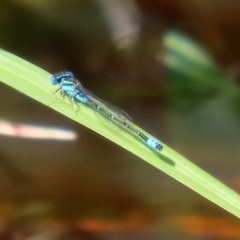 Austroagrion watsoni at Fyshwick, ACT - 9 Mar 2020 02:16 PM