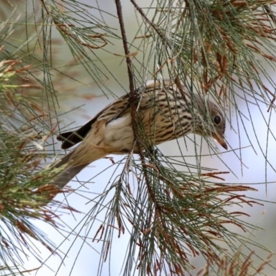 Pachycephala rufiventris (Rufous Whistler) at Fyshwick, ACT - 9 Mar 2020 by RodDeb