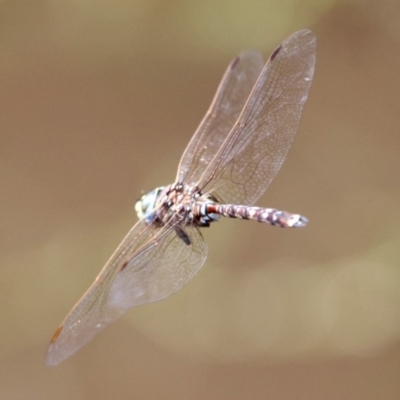 Adversaeschna brevistyla (Blue-spotted Hawker) at Fyshwick, ACT - 9 Mar 2020 by RodDeb