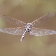 Adversaeschna brevistyla at Fyshwick, ACT - 9 Mar 2020 02:13 PM