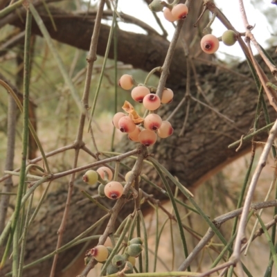 Amyema cambagei (Sheoak Mistletoe) at Greenway, ACT - 29 Dec 2019 by MichaelBedingfield