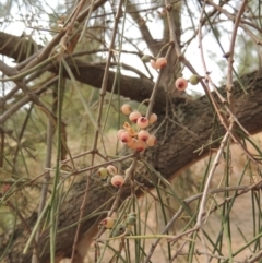 Amyema cambagei at Greenway, ACT - 29 Dec 2019 05:40 PM