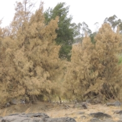 Casuarina cunninghamiana subsp. cunninghamiana (River She-Oak, River Oak) at Greenway, ACT - 29 Dec 2019 by MichaelBedingfield