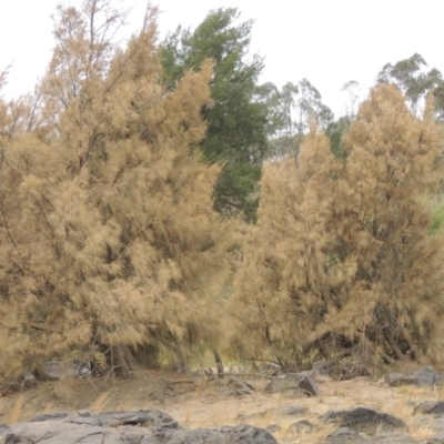 Casuarina cunninghamiana subsp. cunninghamiana (River She-Oak, River Oak) at Greenway, ACT - 29 Dec 2019 by michaelb