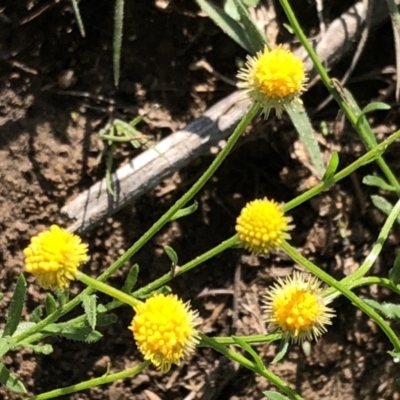 Calotis lappulacea (Yellow Burr Daisy) at Carwoola, NSW - 10 Mar 2020 by MeganDixon