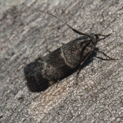 Lasiosticha canilinea (A Pyralid moth) at Hackett, ACT - 15 Apr 2018 by GlennCocking