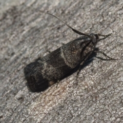 Lasiosticha canilinea (A Pyralid moth) at Hackett, ACT - 14 Apr 2018 by GlennCocking