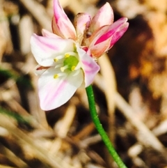 Laxmannia gracilis (Slender Wire Lily) at Hackett, ACT - 9 Mar 2020 by RWPurdie