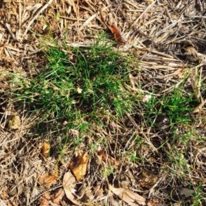 Laxmannia gracilis at Hackett, ACT - 10 Mar 2020