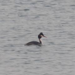 Podiceps cristatus (Great Crested Grebe) at Jindabyne, NSW - 27 Jan 2020 by Illilanga