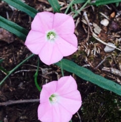 Convolvulus angustissimus subsp. angustissimus (Australian Bindweed) at O'Connor, ACT - 10 Mar 2020 by RWPurdie