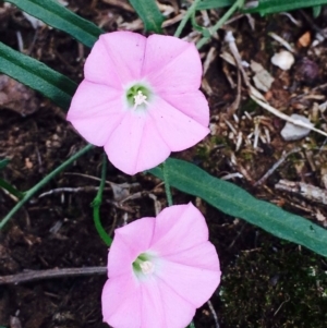 Convolvulus angustissimus subsp. angustissimus at O'Connor, ACT - 10 Mar 2020 12:00 AM