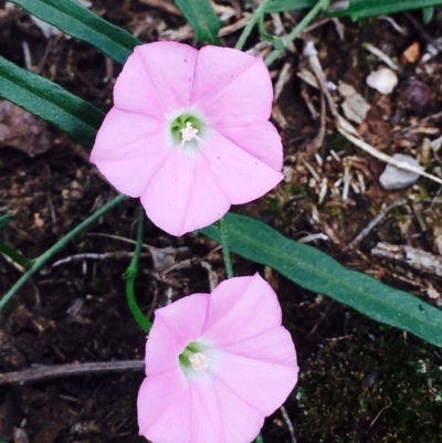 Convolvulus angustissimus subsp. angustissimus (Australian Bindweed) at Black Mountain - 9 Mar 2020 by RWPurdie