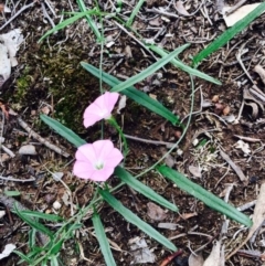 Convolvulus angustissimus subsp. angustissimus at O'Connor, ACT - 10 Mar 2020 12:00 AM