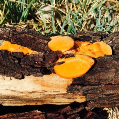 Trametes coccinea (Scarlet Bracket) at Black Mountain - 9 Mar 2020 by RWPurdie