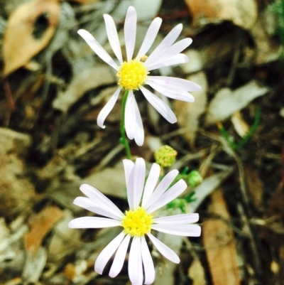 Brachyscome rigidula (Hairy Cut-leaf Daisy) at Bruce, ACT - 9 Mar 2020 by RWPurdie