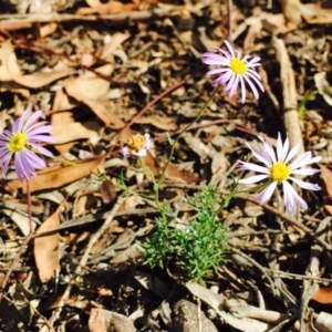 Brachyscome rigidula at Bruce, ACT - 10 Mar 2020 12:00 AM