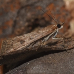 Achyra affinitalis (Cotton Web Spinner) at Black Mountain - 14 Apr 2018 by GlennCocking