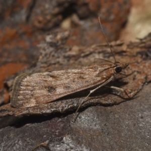 Achyra affinitalis at Hackett, ACT - 15 Apr 2018 12:00 AM