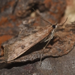 Achyra affinitalis at Hackett, ACT - 15 Apr 2018 12:00 AM