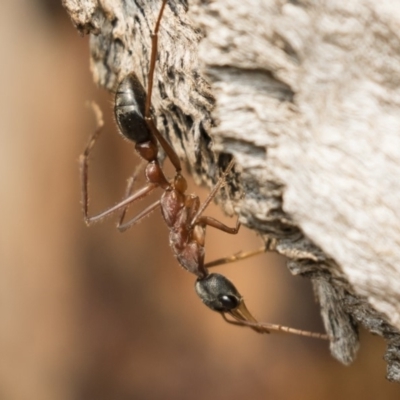 Myrmecia nigriceps (Black-headed bull ant) at Michelago, NSW - 13 Jan 2020 by Illilanga