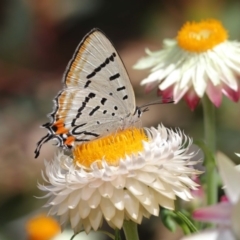 Jalmenus evagoras (Imperial Hairstreak) at ANBG - 10 Mar 2020 by TimL