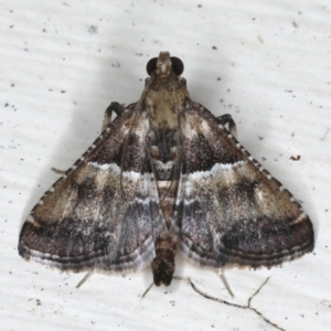 Endotricha puncticostalis at Ainslie, ACT - 2 Mar 2020