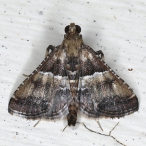 Endrotricha puncticostalis at Ainslie, ACT - 2 Mar 2020