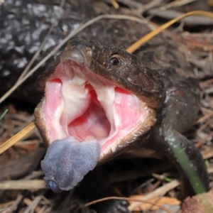 Tiliqua rugosa at Hackett, ACT - 9 Mar 2020