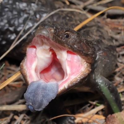 Tiliqua rugosa (Shingleback Lizard) at Mount Majura - 9 Mar 2020 by TimL