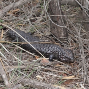 Tiliqua rugosa at Hackett, ACT - 9 Mar 2020 12:49 PM