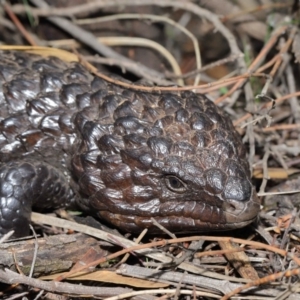 Tiliqua rugosa at Hackett, ACT - 9 Mar 2020