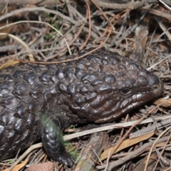 Tiliqua rugosa at Hackett, ACT - 9 Mar 2020 12:49 PM