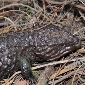 Tiliqua rugosa at Hackett, ACT - 9 Mar 2020