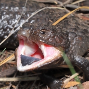 Tiliqua rugosa at Hackett, ACT - 9 Mar 2020