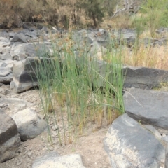 Schoenoplectus validus (River Club-rush) at Bullen Range - 29 Dec 2019 by michaelb