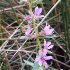 Lythrum salicaria (Purple Loosestrife) at Sullivans Creek, O'Connor - 10 Mar 2020 by trevorpreston