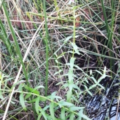 Lythrum salicaria at O'Connor, ACT - 11 Mar 2020 09:32 AM