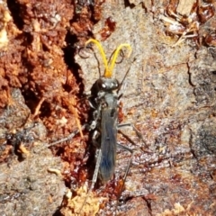 Pompilidae (family) (Unidentified Spider wasp) at Sullivans Creek, O'Connor - 10 Mar 2020 by trevorpreston