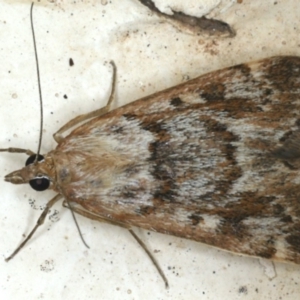 Achyra affinitalis at Ainslie, ACT - 2 Mar 2020