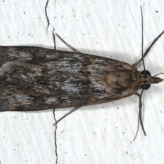 Achyra affinitalis at Ainslie, ACT - 2 Mar 2020