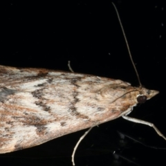 Achyra affinitalis at Ainslie, ACT - 2 Mar 2020