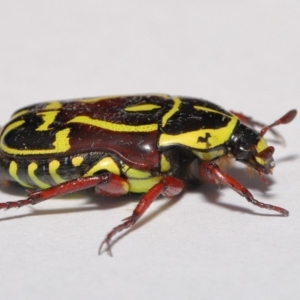 Eupoecila australasiae at Evatt, ACT - 1 Mar 2020