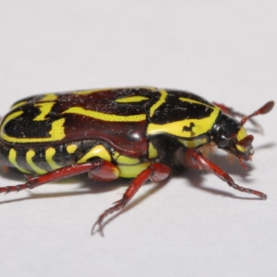 Eupoecila australasiae (Fiddler Beetle) at Evatt, ACT - 1 Mar 2020 by TimL