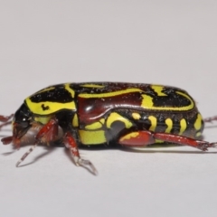 Eupoecila australasiae at Evatt, ACT - 1 Mar 2020