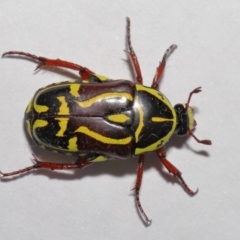 Eupoecila australasiae at Evatt, ACT - 1 Mar 2020 04:55 PM